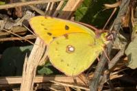 Colias crocea