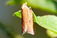 Acleris rhombana