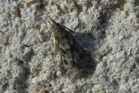 Eudonia angustea