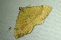 Camptogramma bilineata