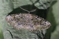 Cleorodes lichenaria