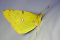 Colias crocea