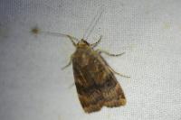 Noctua janthe/janthina