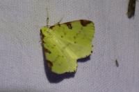 Opisthograptis luteolata