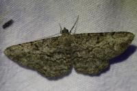 Peribatodes rhomboidaria