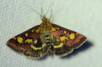 Pyrausta purpuralis