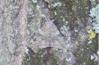 Catocala nupta
