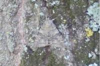 Catocala nupta