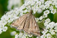 Loxostege sticticalis