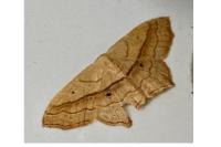 Scopula imitaria