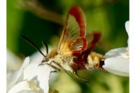 Hemaris fuciformis