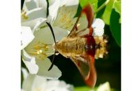 Hemaris fuciformis