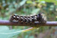 Acronicta rumicis