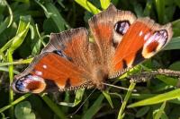 Aglais io