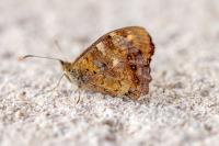 Pararge aegeria