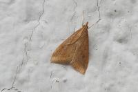 Udea ferrugalis