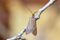 Diurnea lipsiella