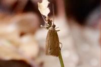 Diurnea lipsiella