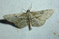 Peribatodes rhomboidaria