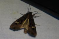 Trigonophora flammea