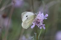 Pieris brassicae