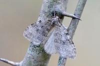 Epirrita