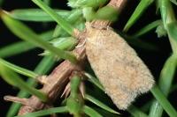 Acleris