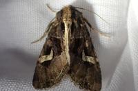Trigonophora flammea