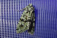 Griposia aprilina