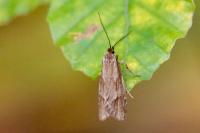 Diurnea lipsiella