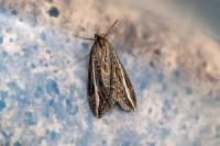 Chesias legatella