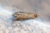 Chesias legatella