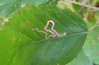 Stigmella aurella