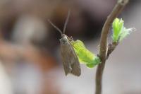 Diurnea lipsiella