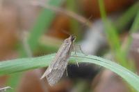 Diurnea lipsiella