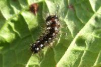 Acronicta rumicis