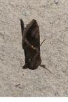 Chrysodeixis chalcites