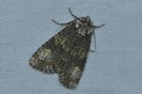 Craniophora ligustri