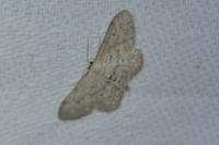 Idaea seriata