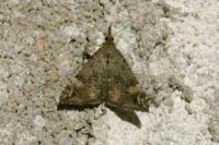 Hypena obsitalis