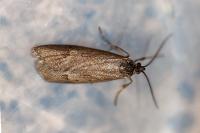Diurnea lipsiella