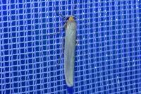 Eilema caniola