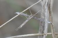 Pterophorus