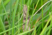 Nomophila noctuella