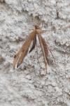 Pterophorus