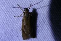Diurnea lipsiella
