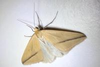 Rhodometra sacraria