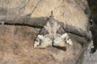 Hypena obsitalis