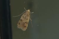 Borkhausenia nefrax