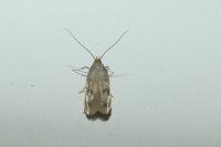 Borkhausenia nefrax